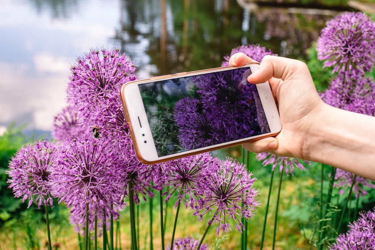 Applications qui vous aident à identifier et à entretenir vos plantes